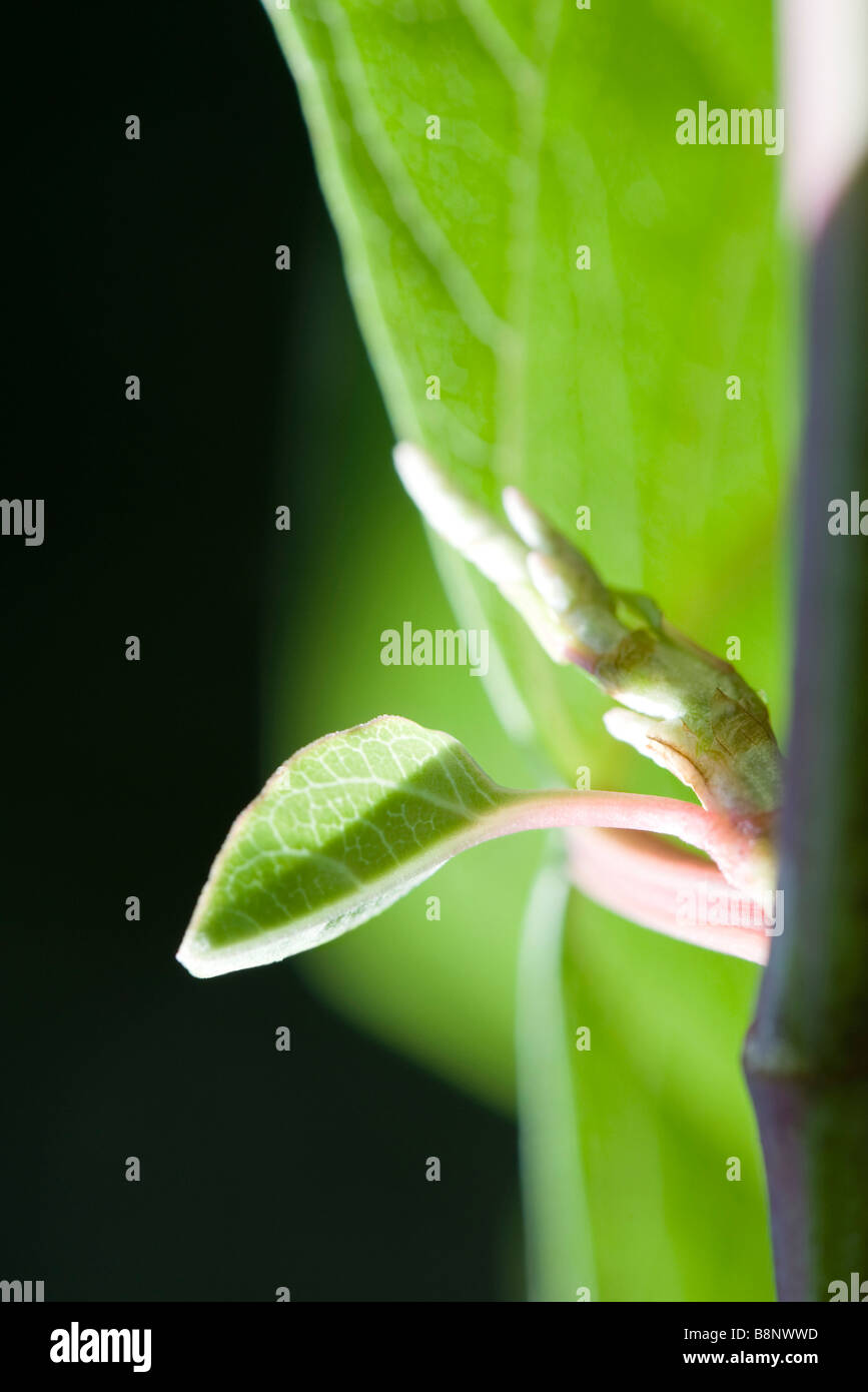 Rejuvenating stem hi-res stock photography and images - Alamy
