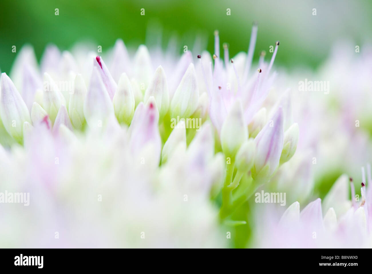 Sedum flower buds, extreme close-up Stock Photo