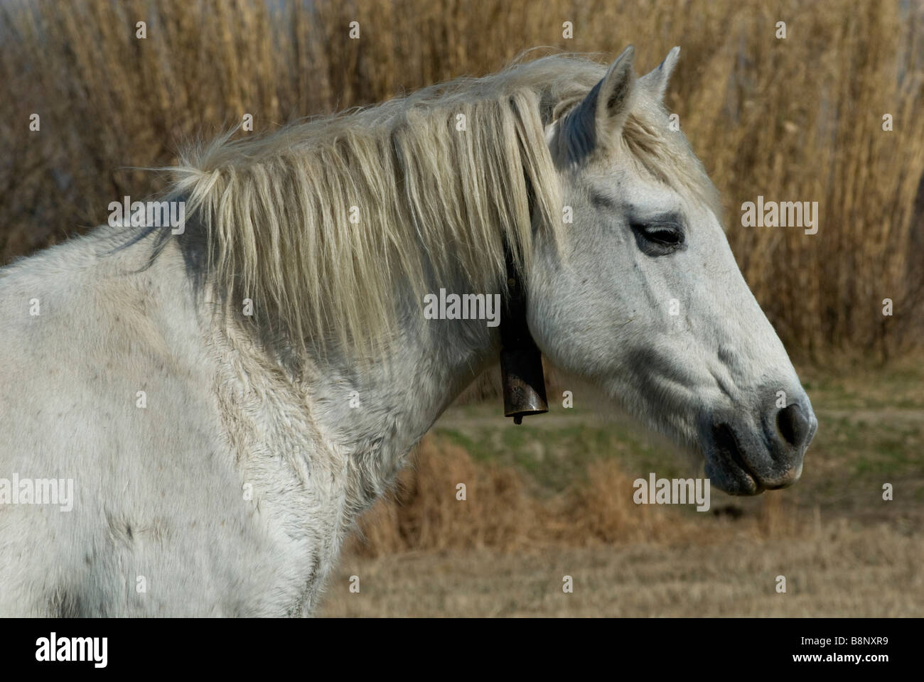Wild horse in the Camargue Stock Photo