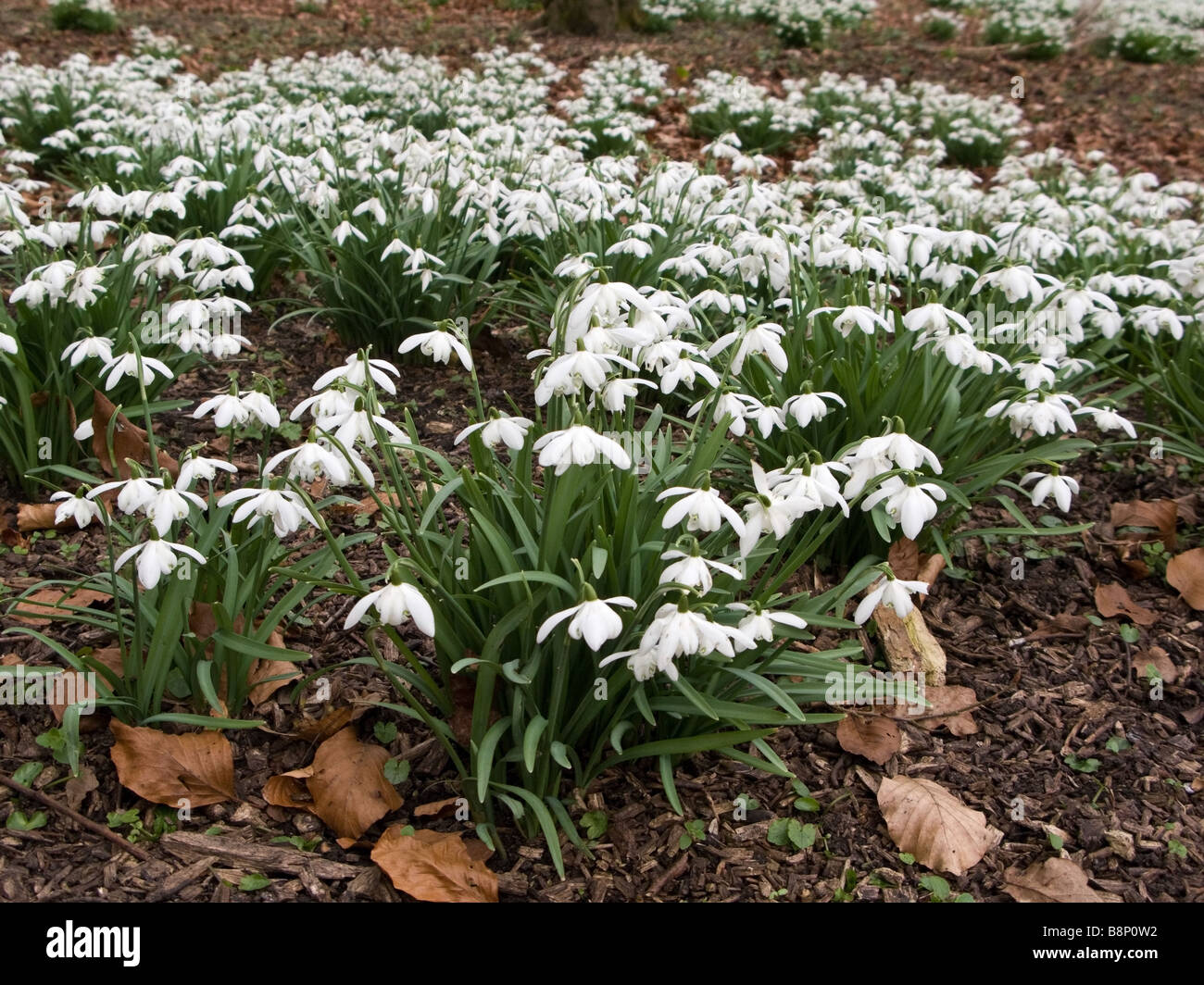 Naturalised snowdrops (Galanthus nivalis) in English woodland Stock Photo