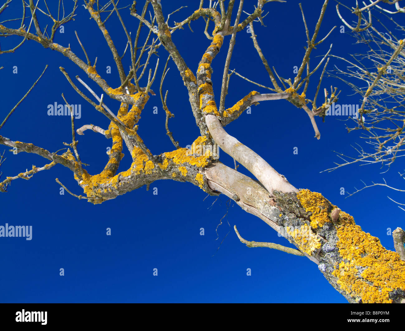 Xanthoria parietina ( common orange lichen , yellow scale , maritime sunburst lichen , hore lichen ) Stock Photo