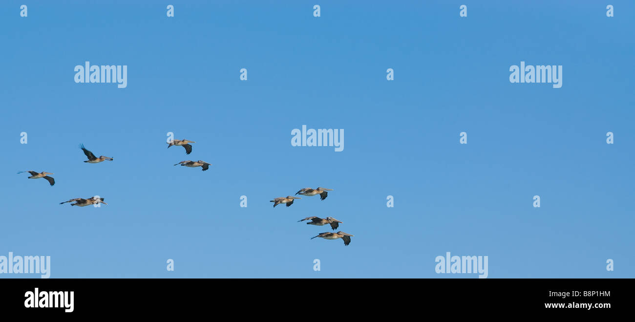 Panoramic image with a lot of negative space of nine brown pelicans flying in a blue sky Stock Photo