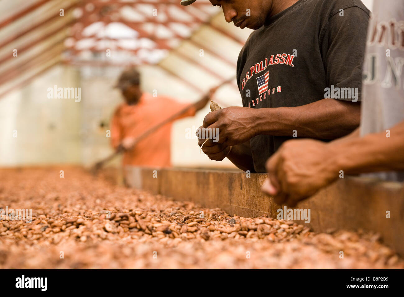 Cocoa processing factory, Dominican Republic Stock Photo Alamy