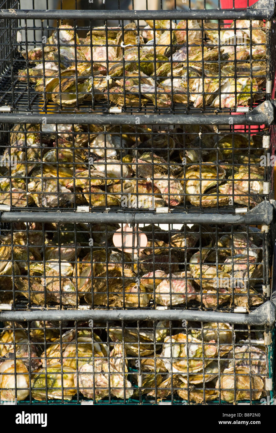 Fishermans Fresh Oysters Oyster Catch Seafood shellfish At Santa Pola