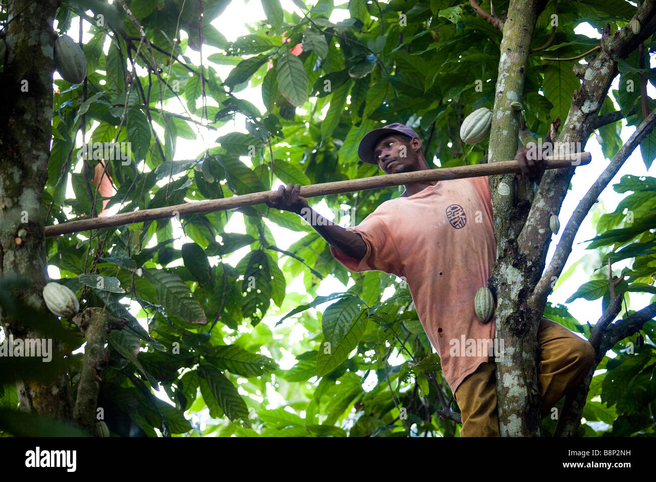 Cocoa farming hires stock photography and images Alamy