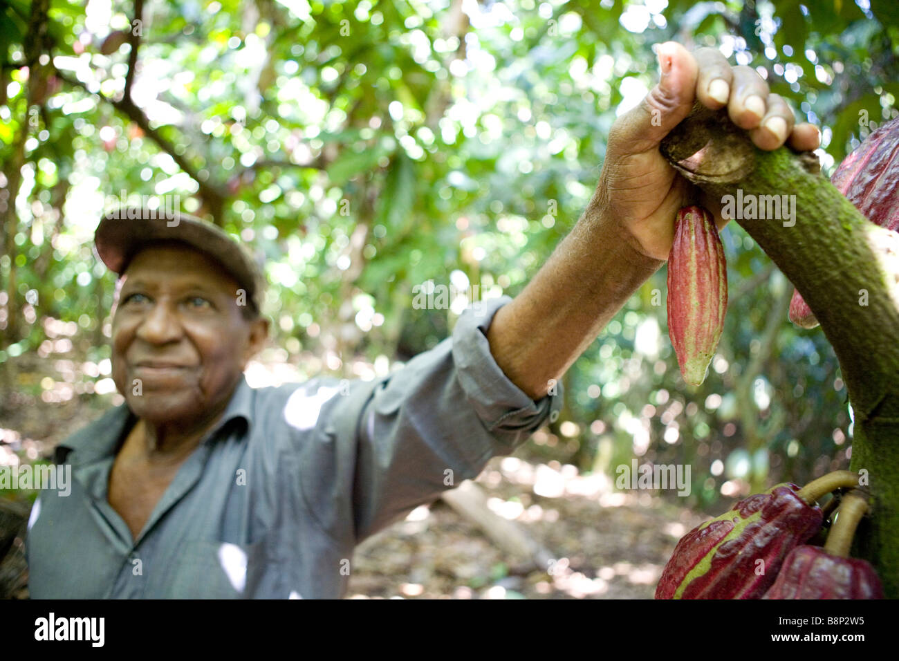 Cocoa farming, Dominican Republic Stock Photo Alamy