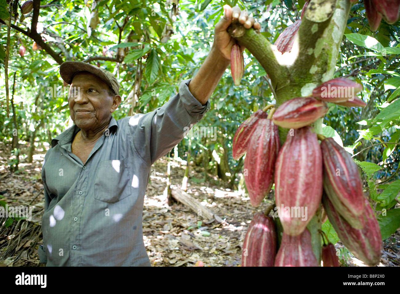 Cocoa farming, Dominican Republic Stock Photo - Alamy