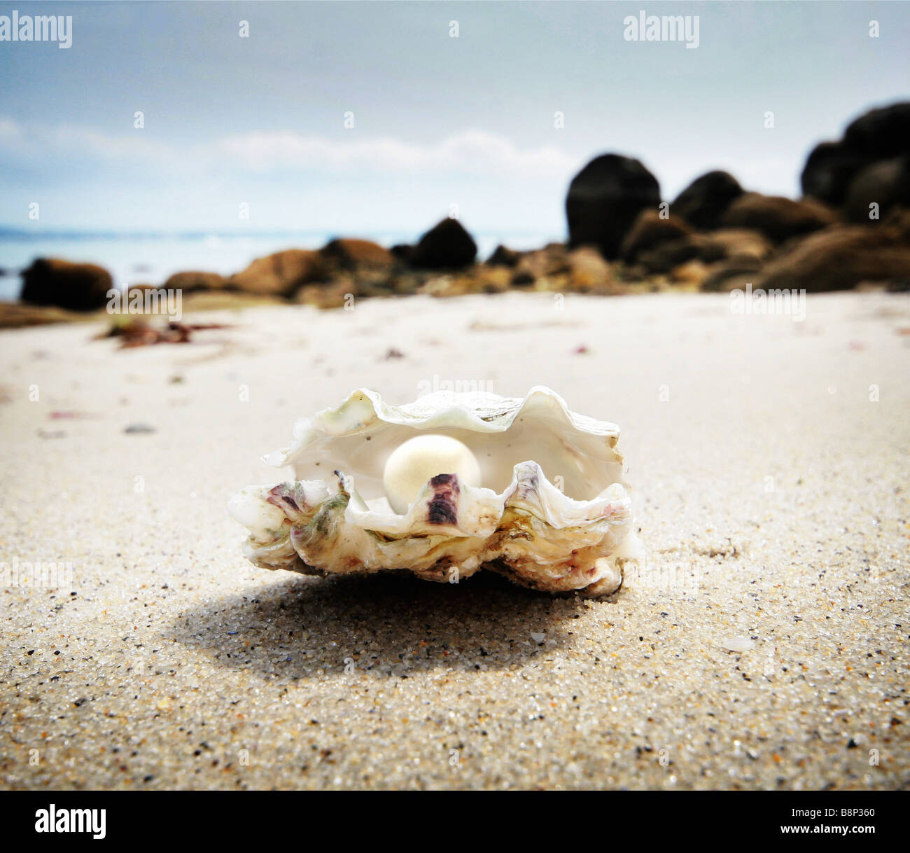 Pearl Clam Seashell, Single Clam Shell, Beach Wedding Pearl Silver