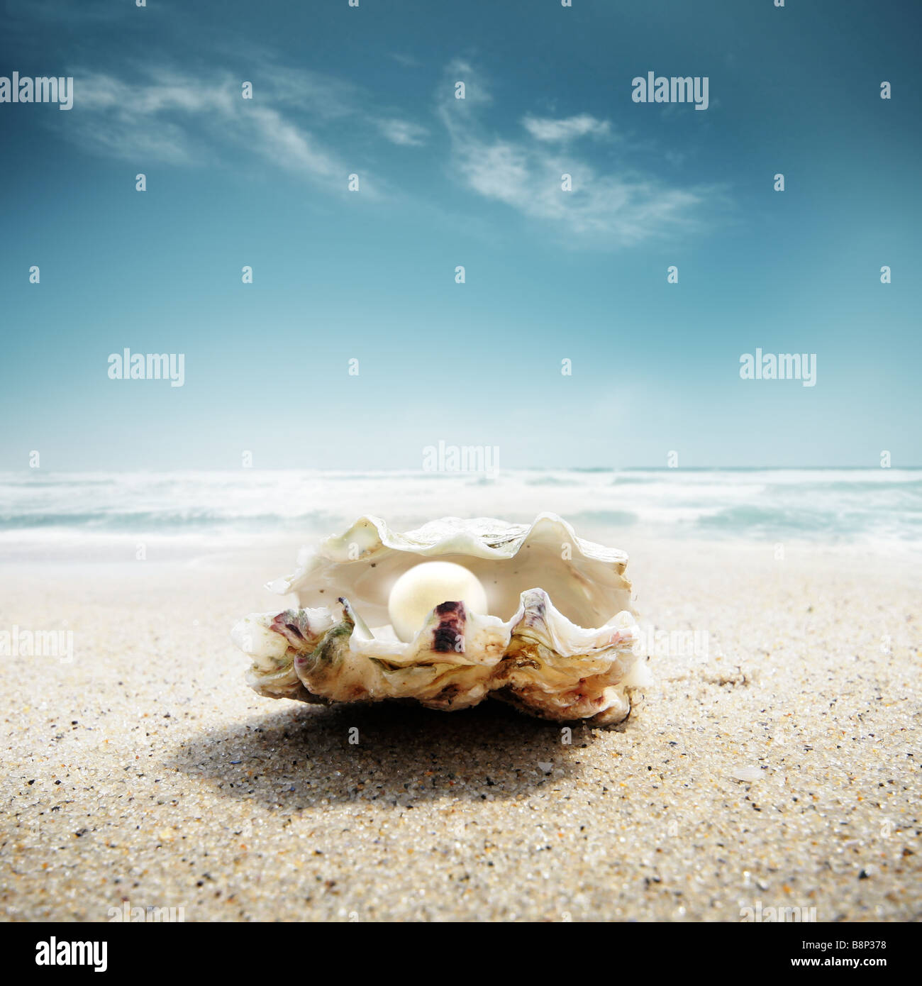 oyster shell Stock Photo