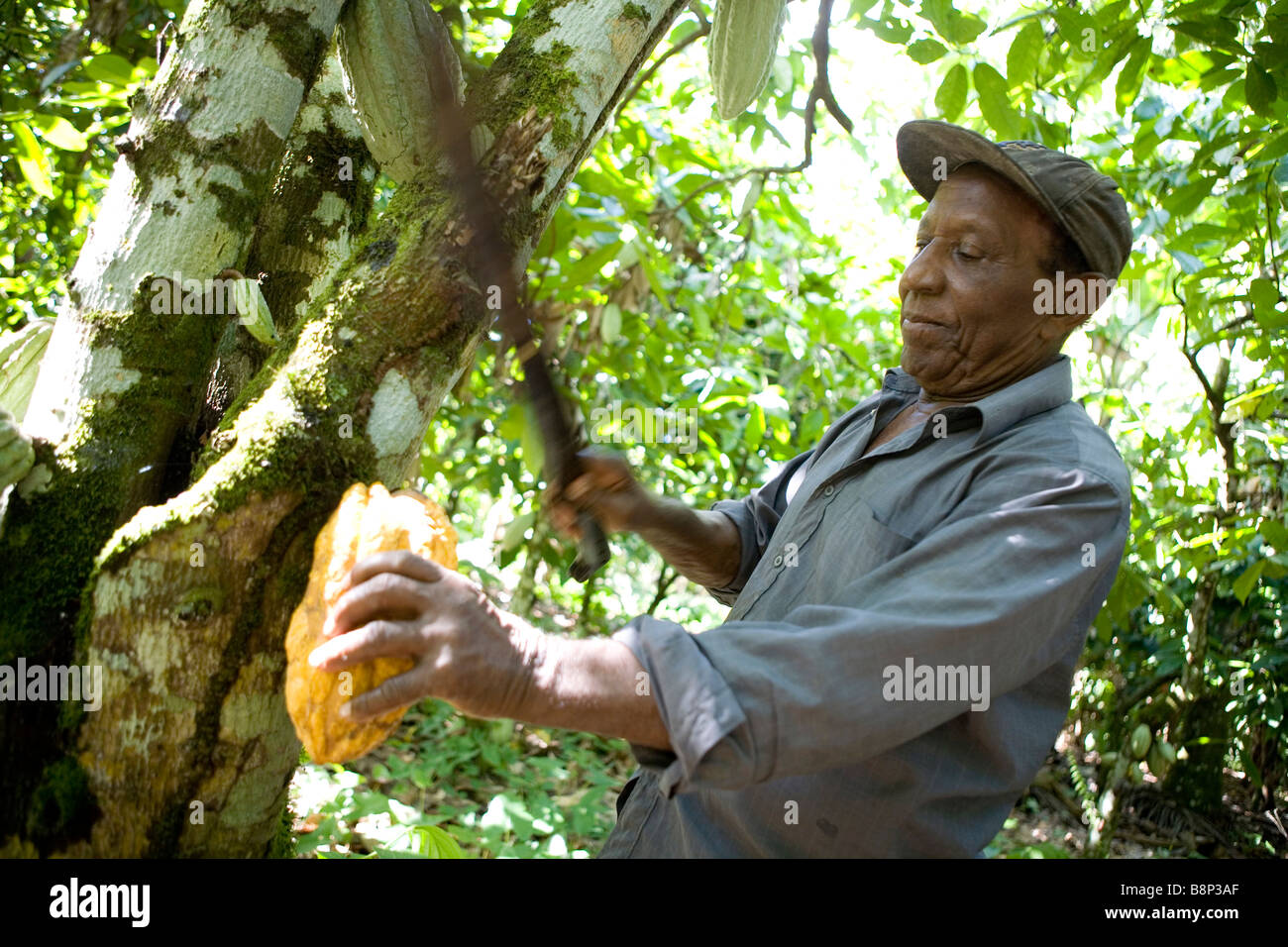 Cocoa farming, Dominican Republic Stock Photo Alamy