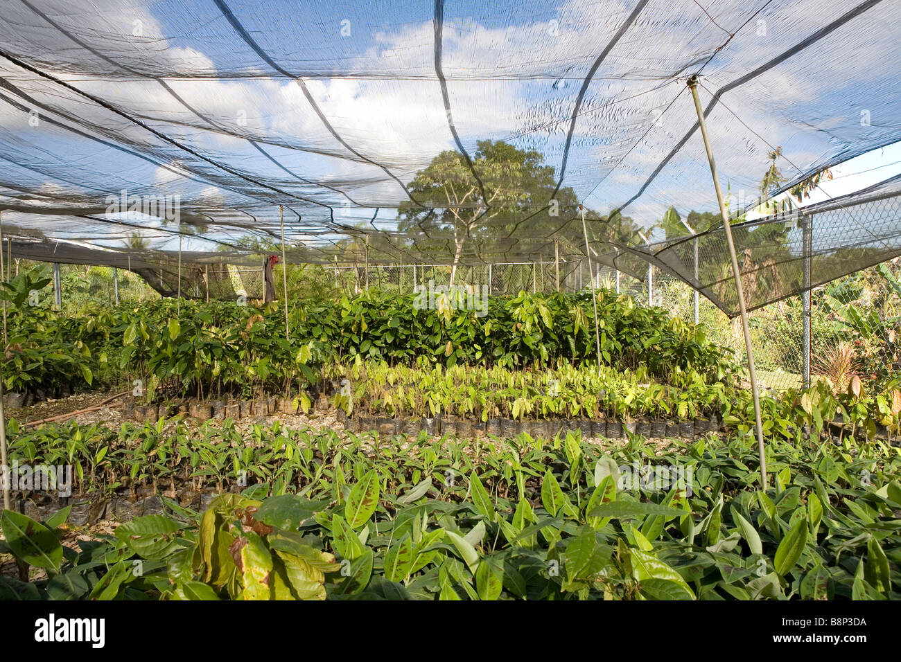 Cocoa farming, Dominican Republic Stock Photo Alamy