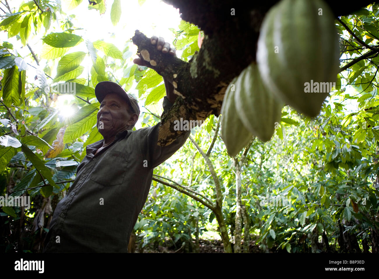 Cocoa farming, Dominican Republic Stock Photo Alamy