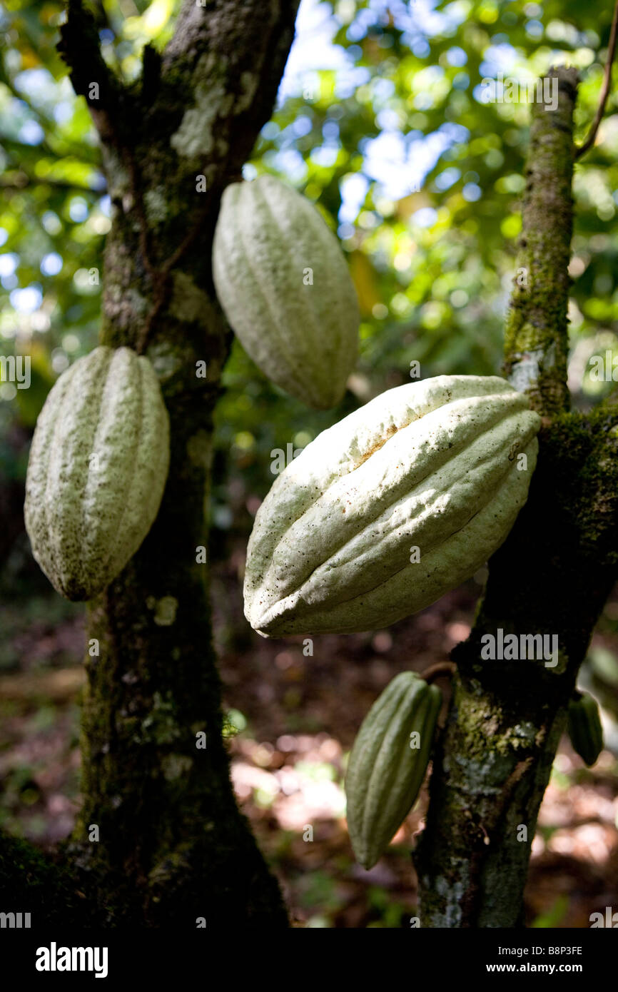 Cocoa farming, Dominican Republic Stock Photo Alamy