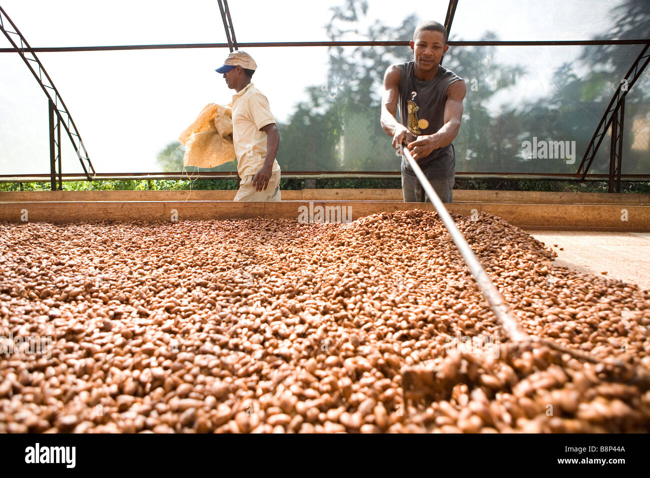 Cocoa processing factory, Dominican Republic Stock Photo Alamy