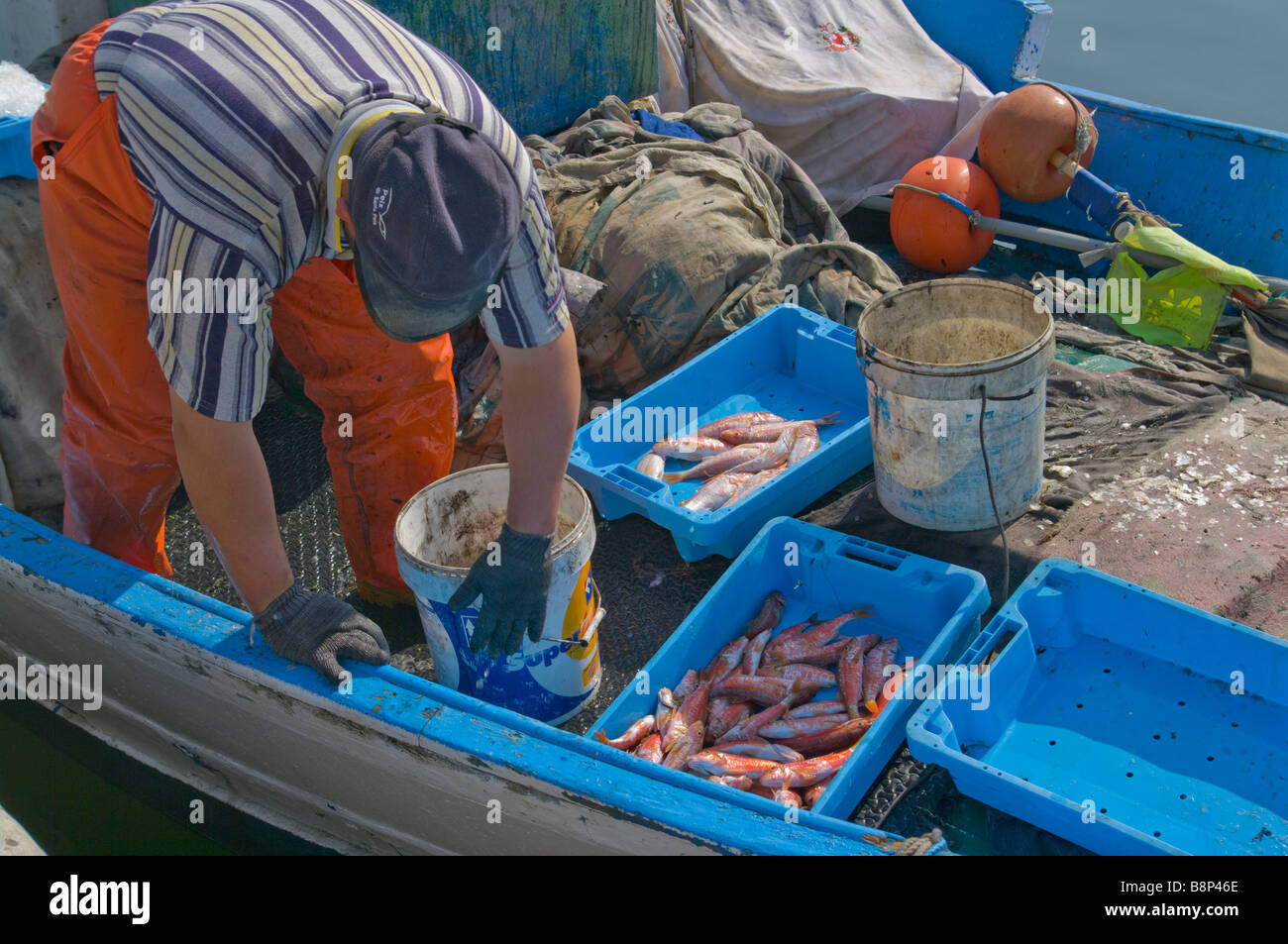 Spanish Fisherman Sorting Out His Fish Catch On His Boat Santa Pola