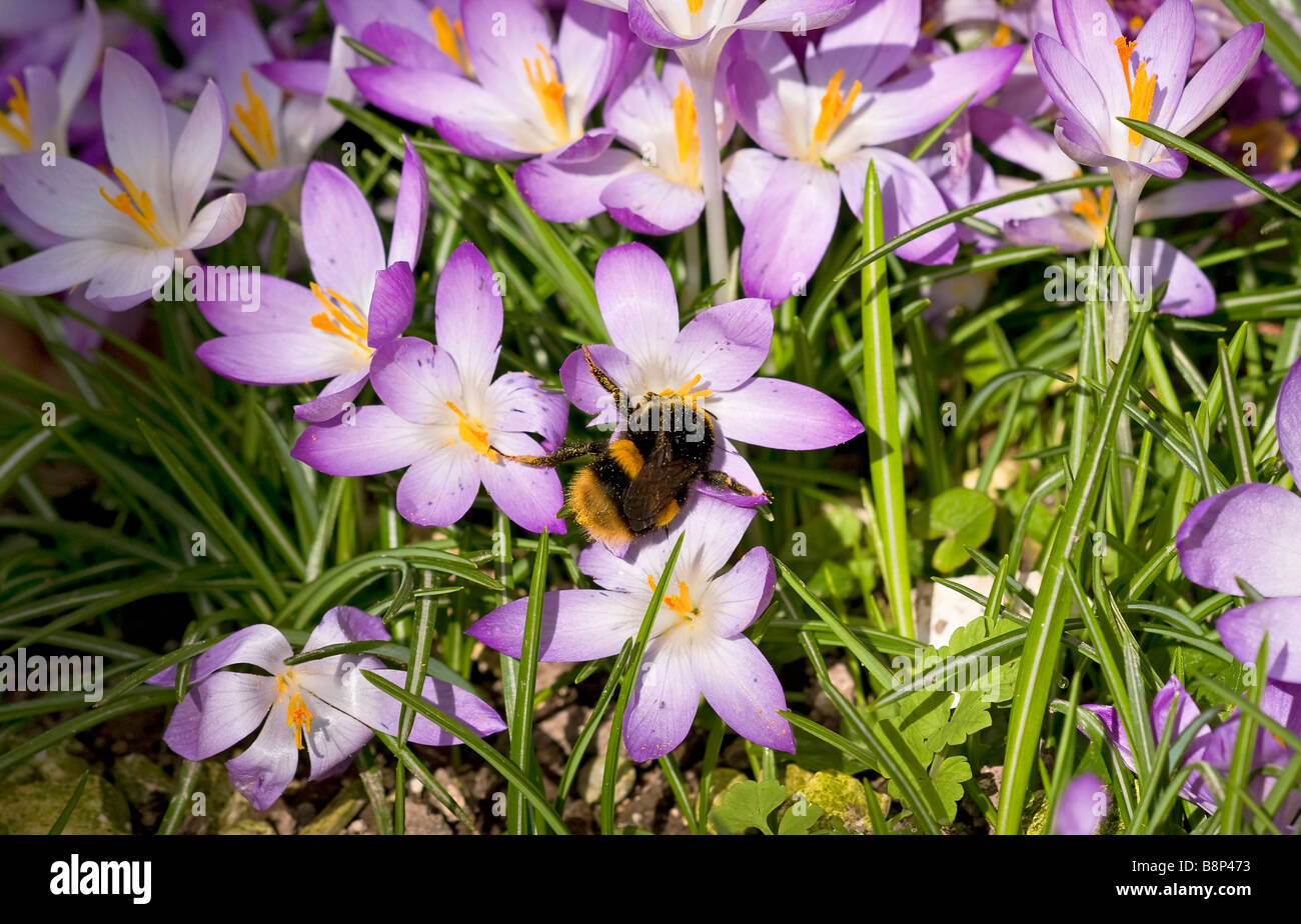 Bumble Bee (Bombus) gathering pollen from lilac coloured crocus flowers in early Spring in Sussex, UK Stock Photo