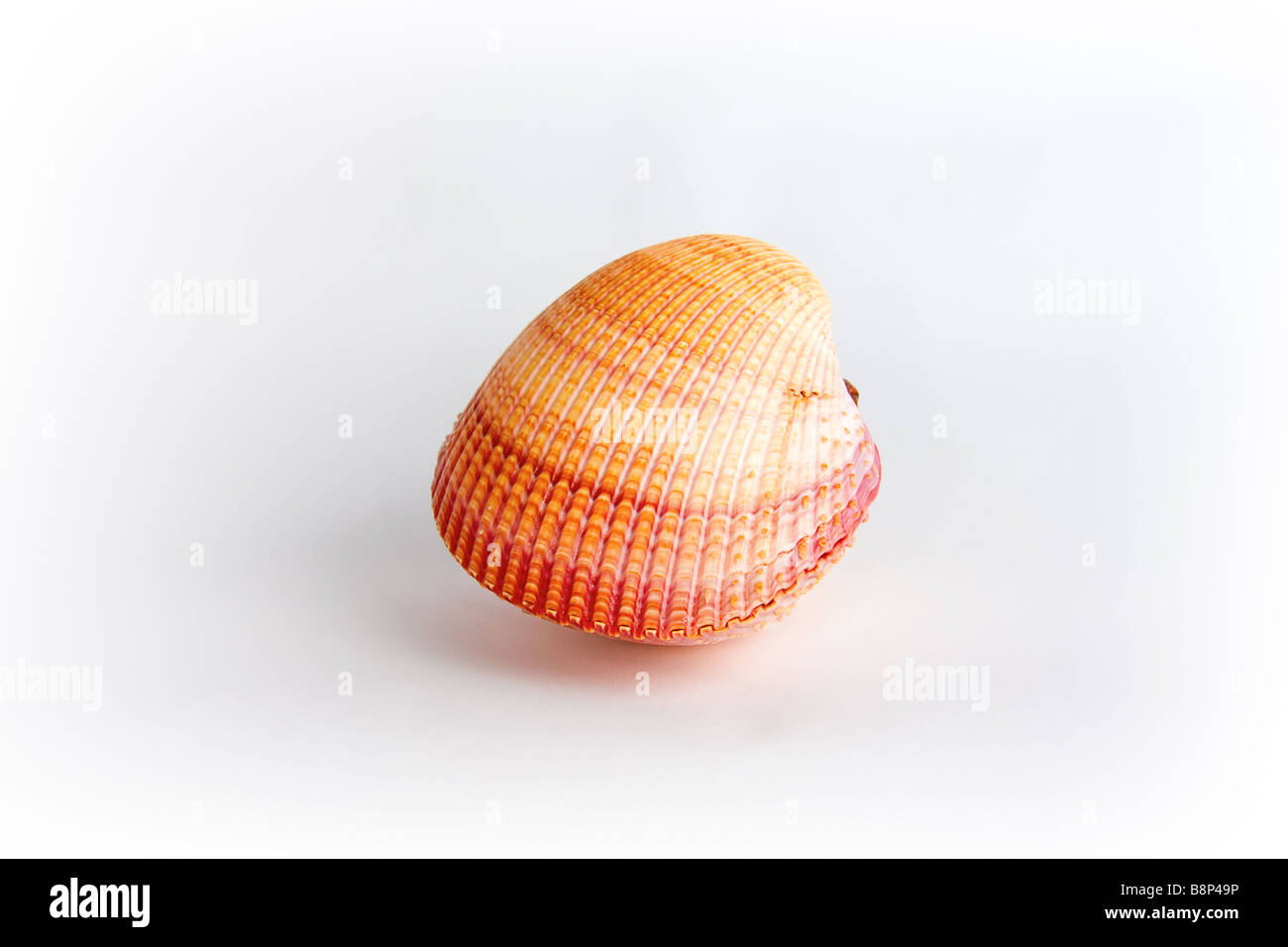 Pink Cardium Seashell - side view - isolated on white with slight vignette Stock Photo