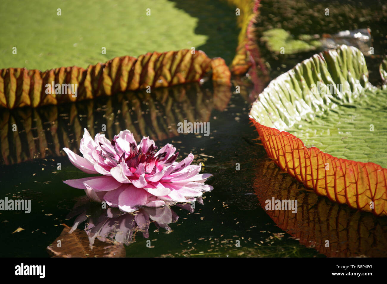 Flower and giant water lily of the Victoria Regia otherwise know as the Amazonica, located in Mauritius’s Pamplemousses Garden. Stock Photo