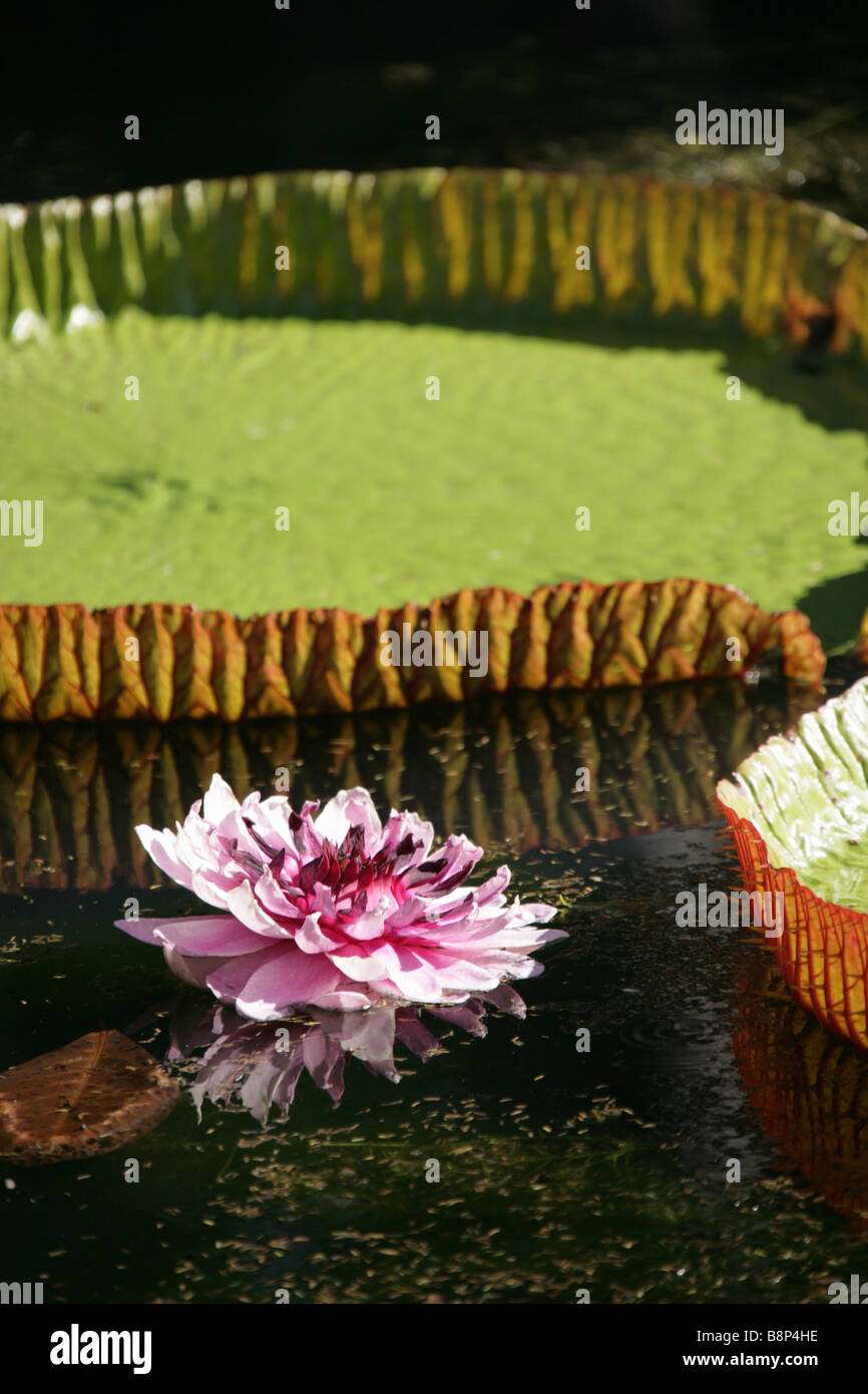 Flower and giant water lily of the Victoria Regia otherwise know as the Amazonica, located in Mauritius’s Pamplemousses Garden. Stock Photo