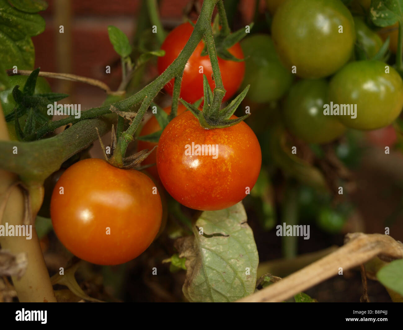 OLYMPUS DIGITAL CAMERA Homegrown Red and Green Tomatoes growing on the plant. Stock Photo