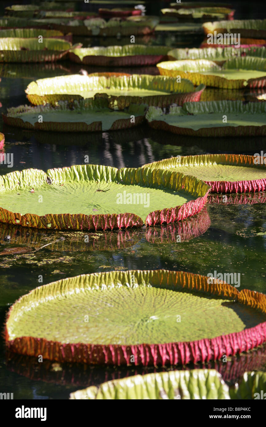 The Victoria Regia, otherwise know as the Amazonica, giant water lily located in Mauritius’s Pamplemousses Garden. Stock Photo