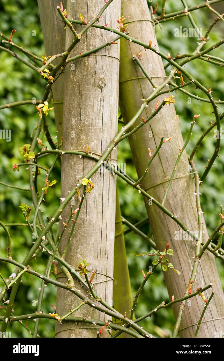 Climbing roses trained around wooden poles Stock Photo