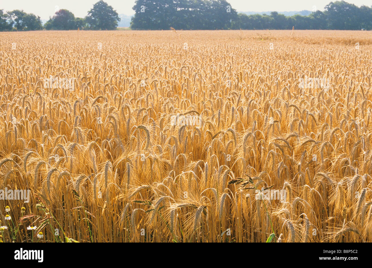 Rye in the field hi-res stock photography and images - Alamy