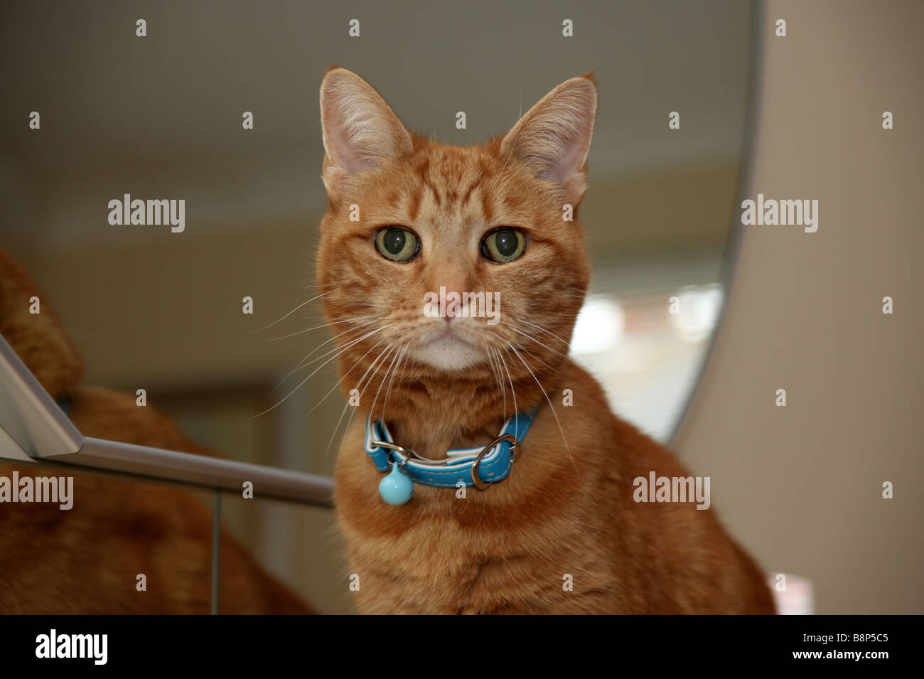 surprised ginger cat Stock Photo
