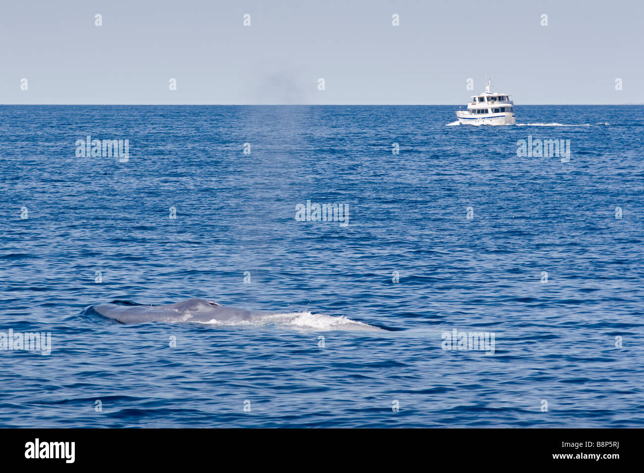 Blue Whale Spout Stock Photo Alamy