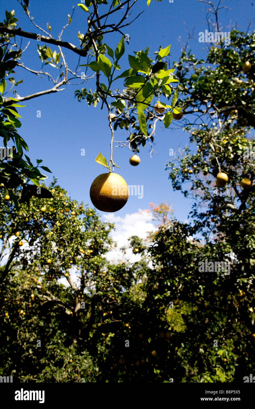 Oranges, Dominican Republic Stock Photo Alamy