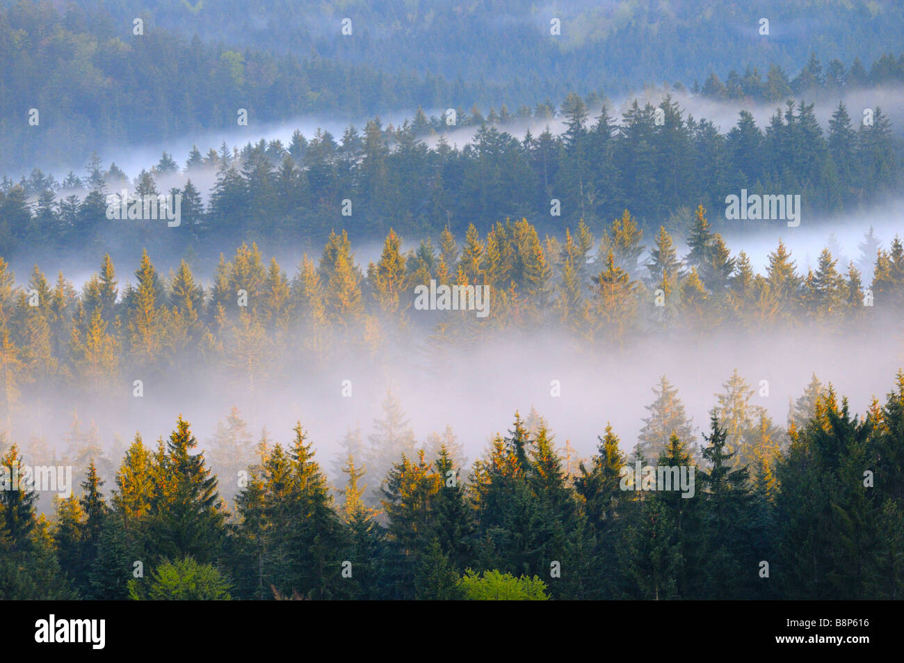 Fog above the forest hi-res stock photography and images - Alamy