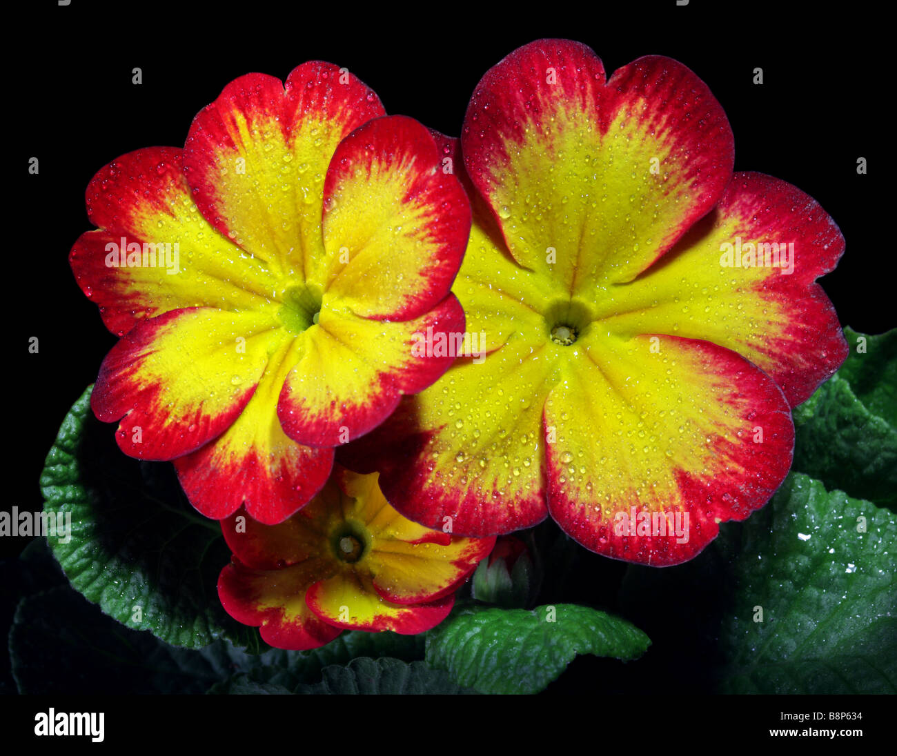 Red and Yellow Primroses Stock Photo
