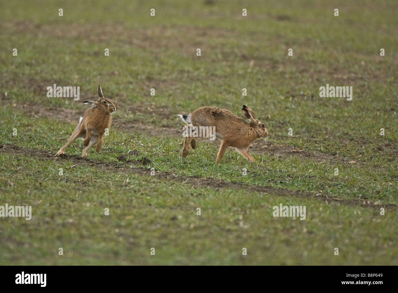 Brown hares boxing hi-res stock photography and images - Alamy