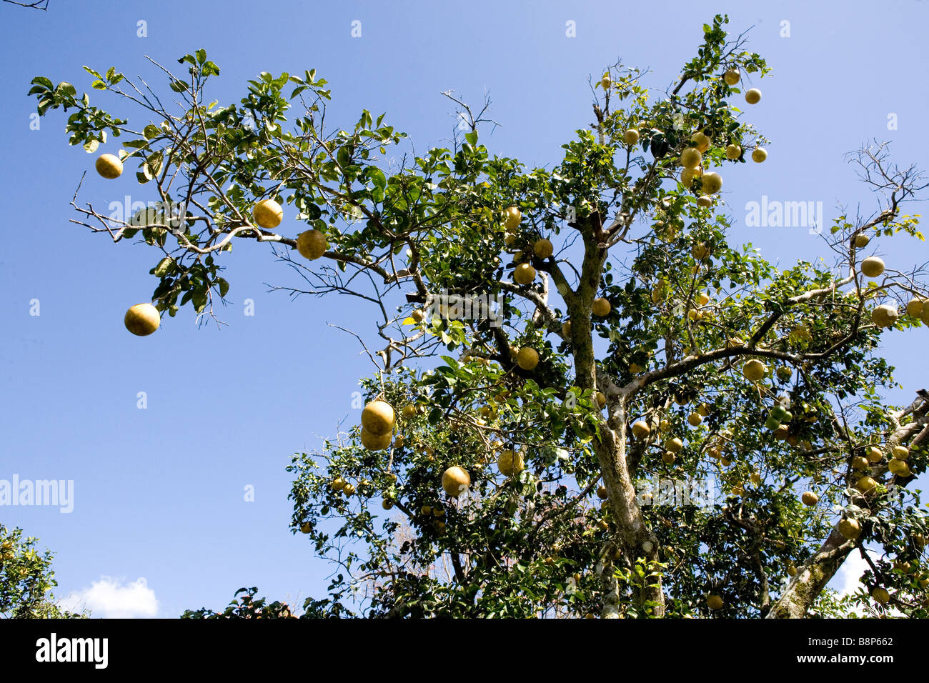 Oranges, Dominican Republic Stock Photo Alamy