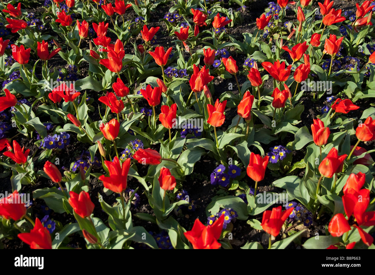 Flowerbed Stock Photo