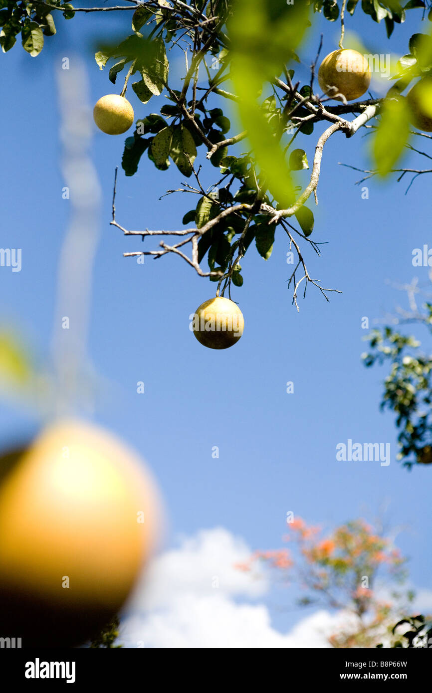 Oranges, Dominican Republic Stock Photo Alamy