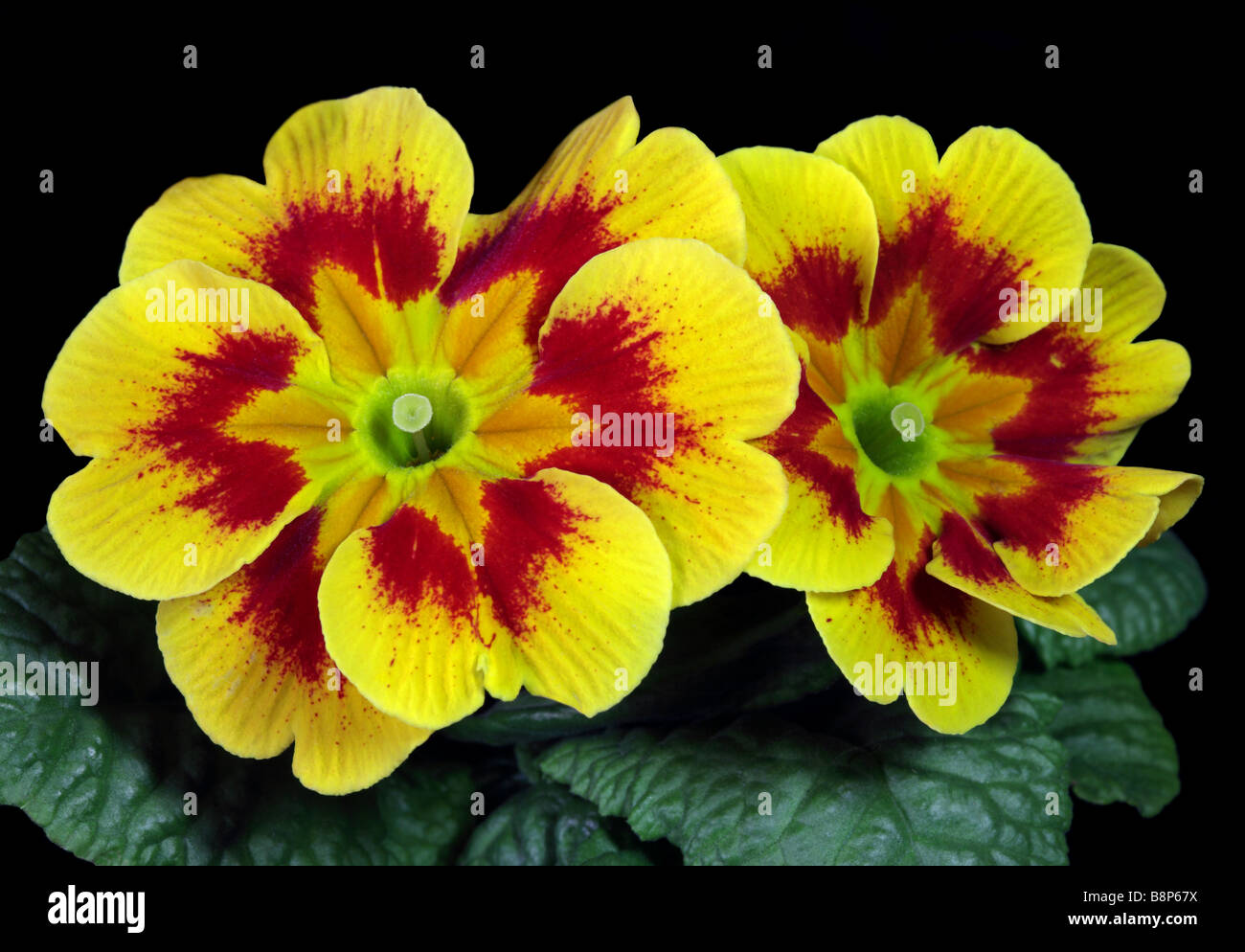 Yellow Primroses Stock Photo