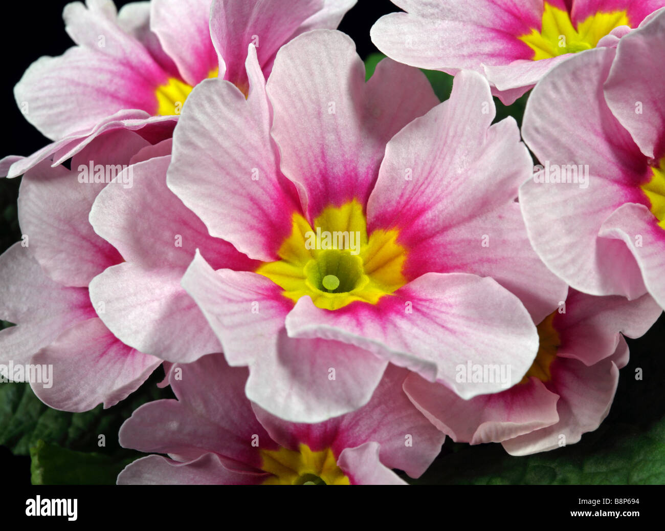 Pink Primroses Stock Photo