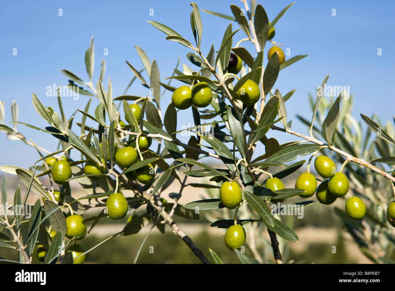 маслина европейская (olea europaea). сбор оливок фото. оливки в испании. ягоды оливы. средиземноморье оливки.