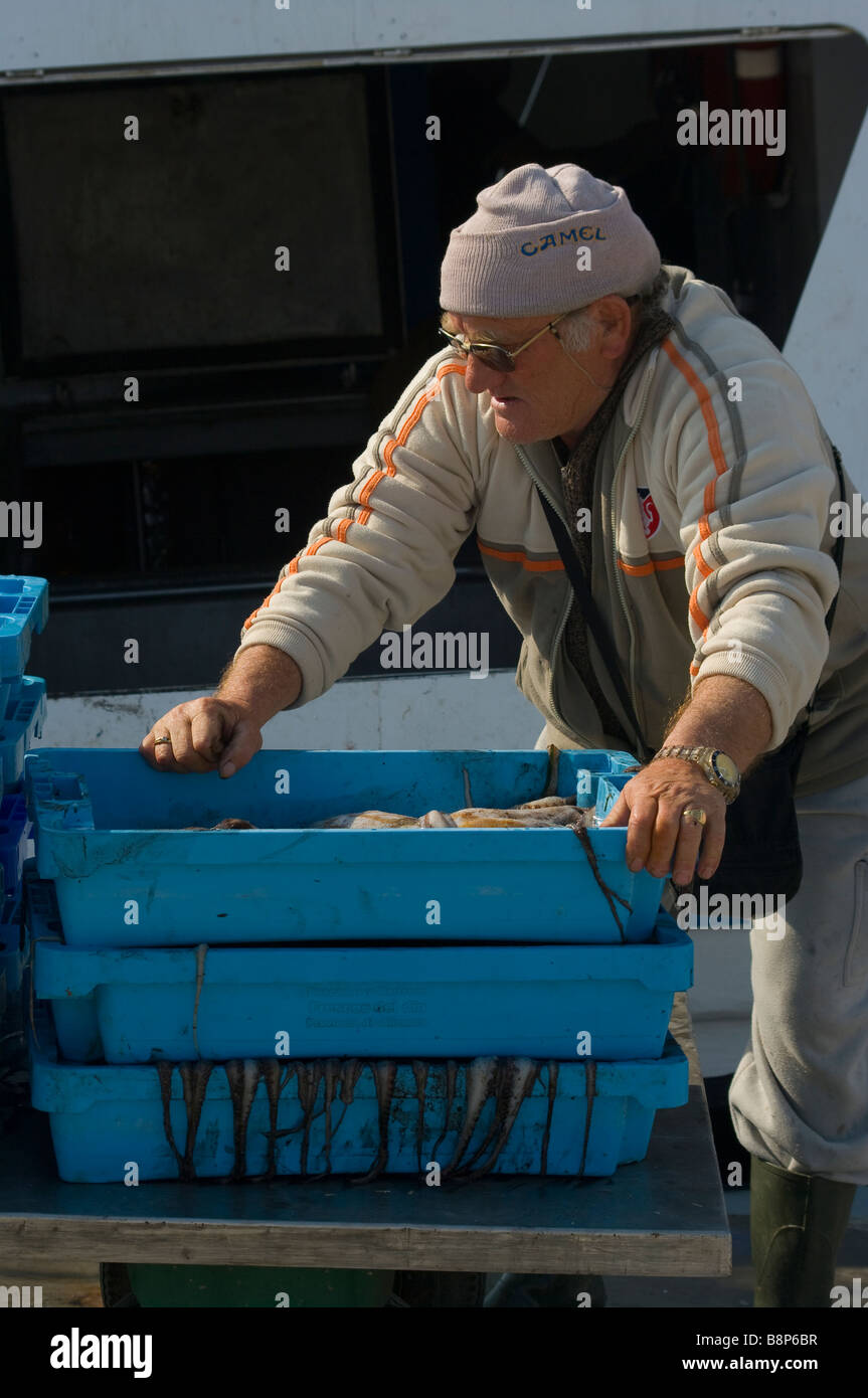 Fisherman Stacking Unloading His Catch of Squid On A Trolley Ready To Be Taken To Market Santa Pola Spain Stock Photo