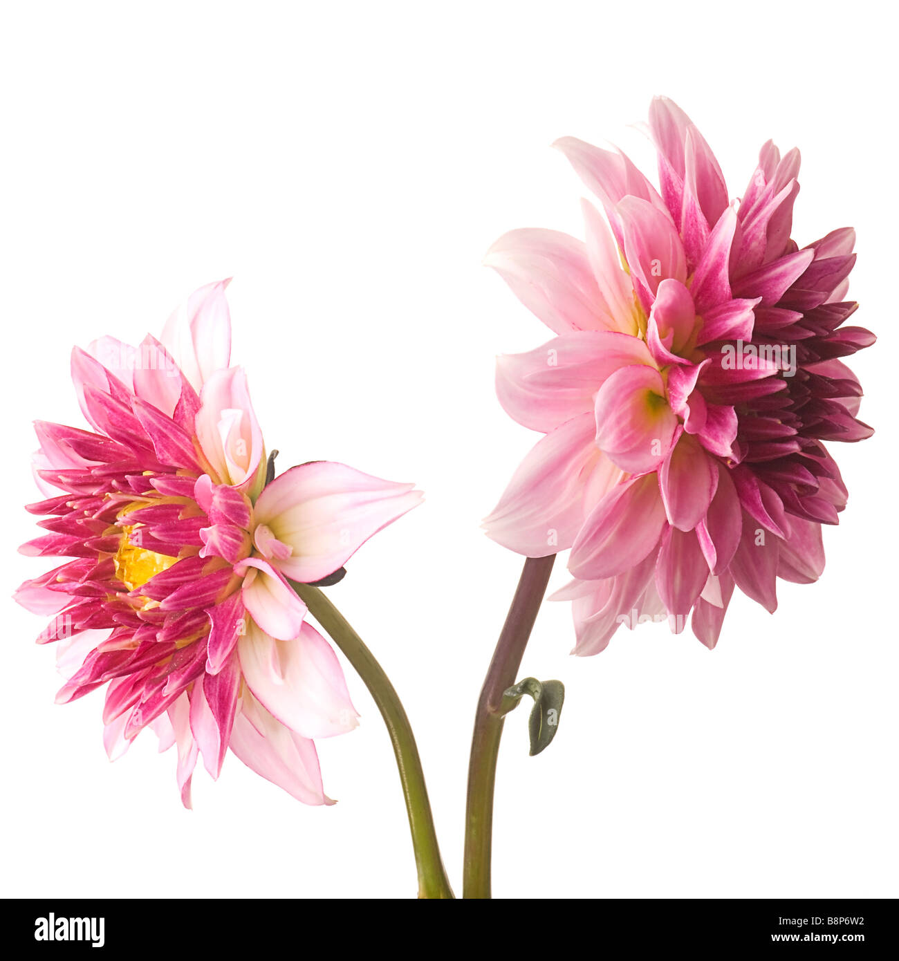dahlias isolated on white background with stems Stock Photo - Alamy