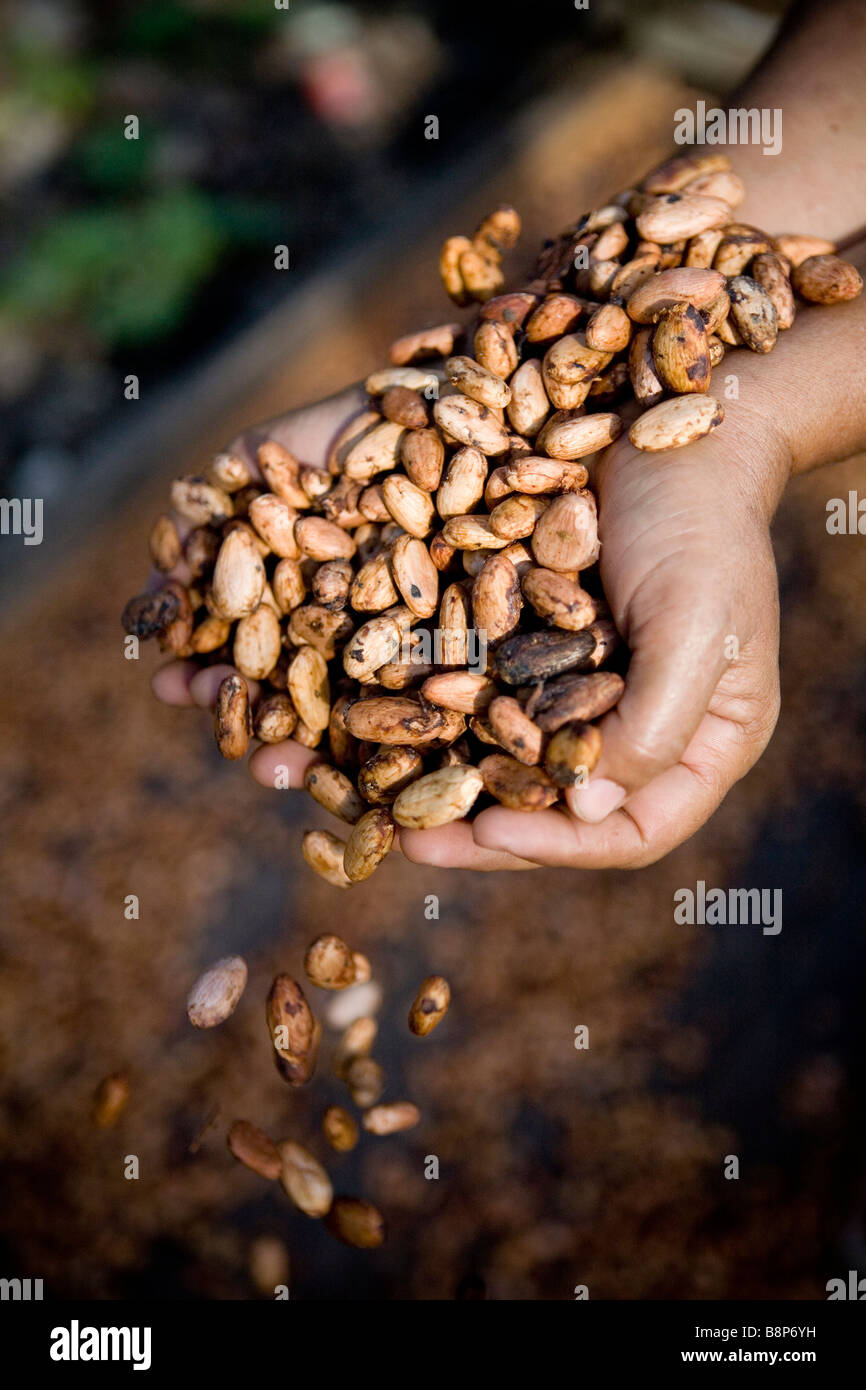 Cocoa harvest, Dominican Republic Stock Photo