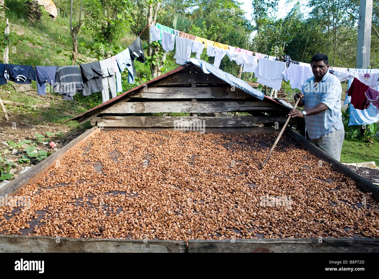 Cocoa bean fermentation hires stock photography and images Alamy