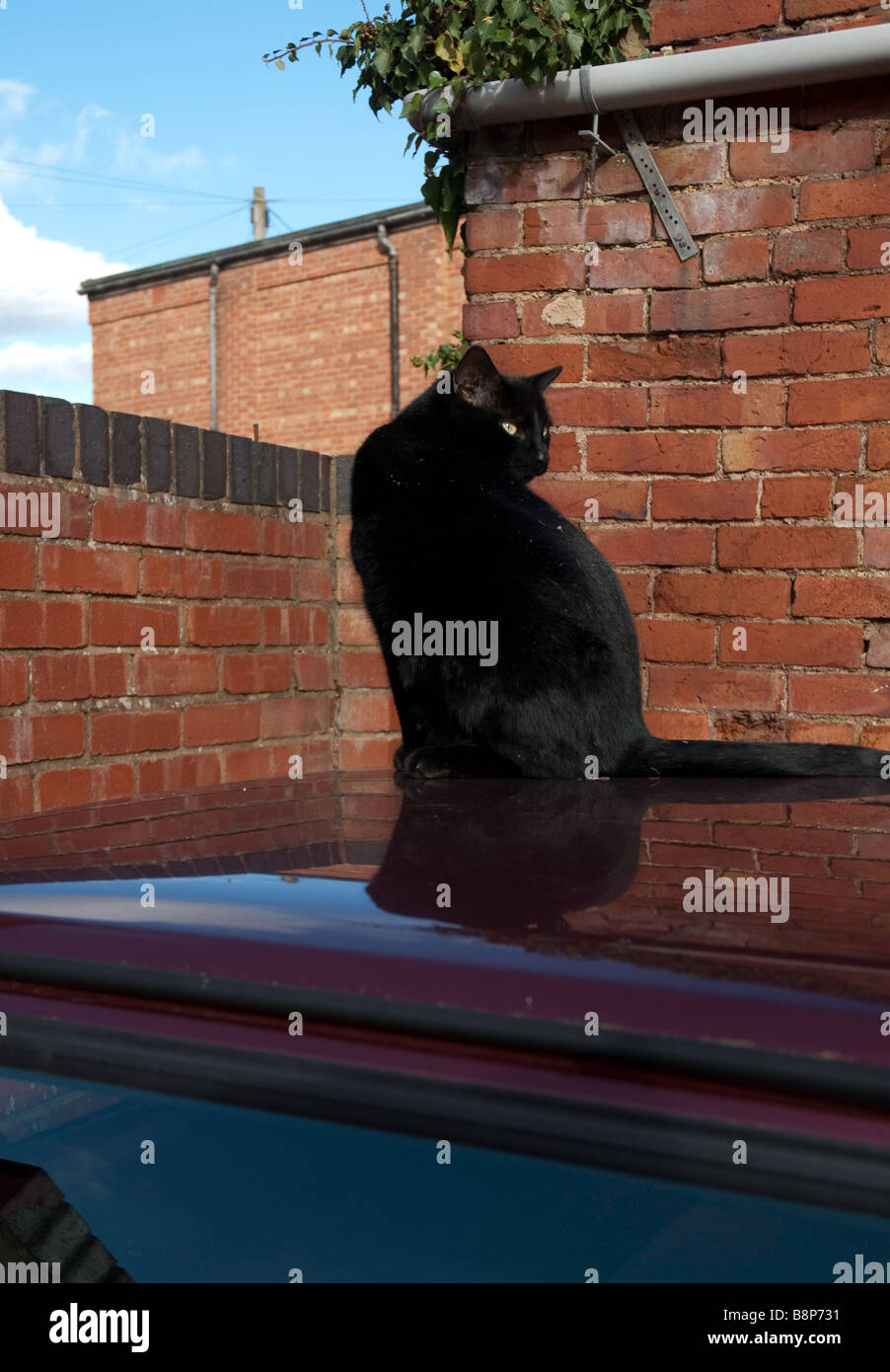 A black tomcat sitting on a car roof Stock Photo