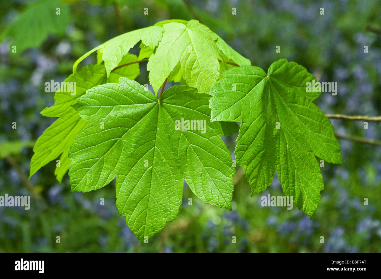 Sycamore Leaves in Bluebell Woods springtime Stock Photo