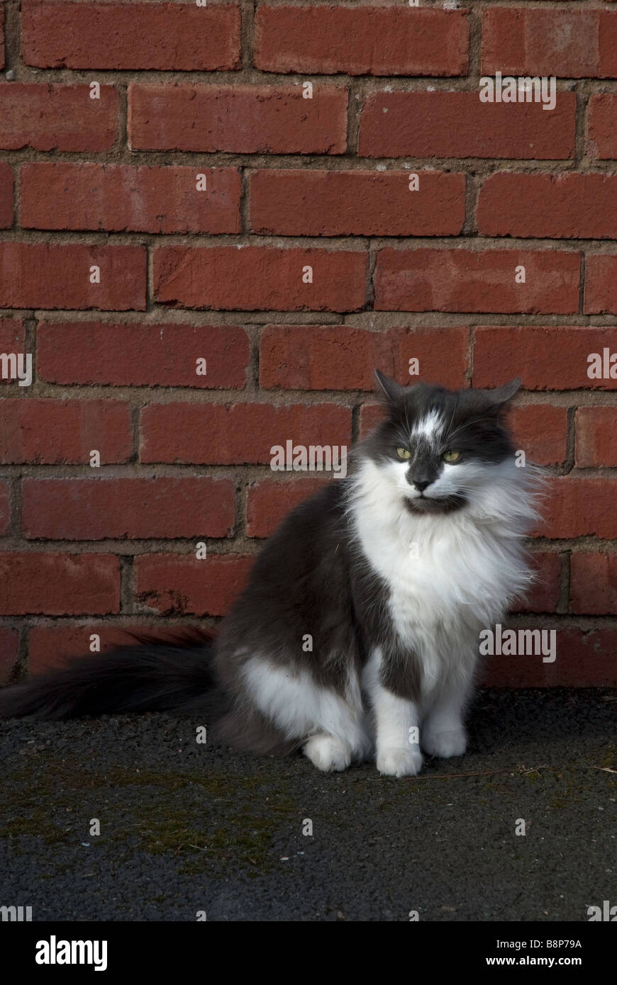A grey and white long haired cat sitting by a wall Stock Photo
