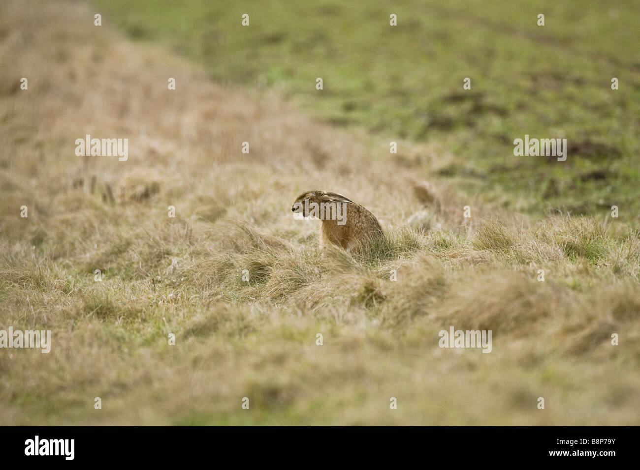 Dejected Brown Hare after losing his boxing match Oxon UK Stock Photo