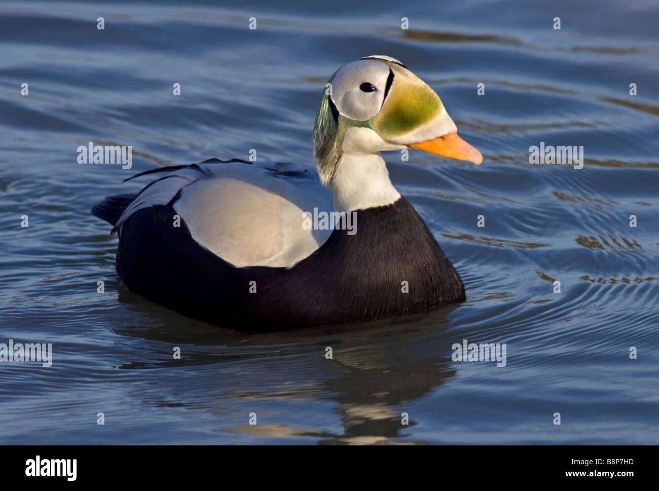 Spectacled Eider Duck (Drake) (Somateria fischeri Stock Photo Alamy
