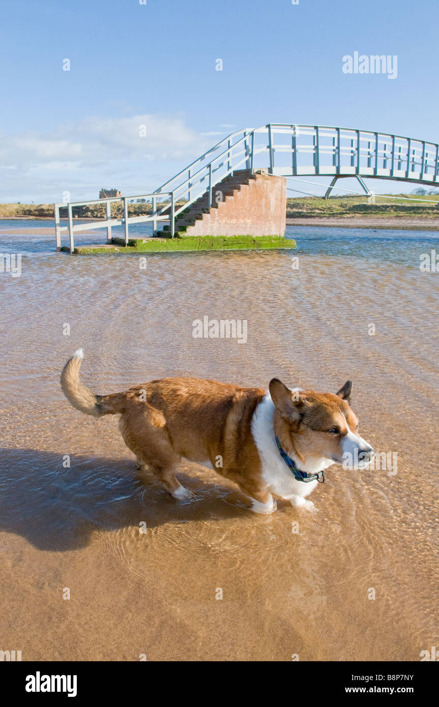 A corgi (dog) paddling in a river by a foot bridge at John Muir Country Park, Dunbar, Scotland Stock Photo