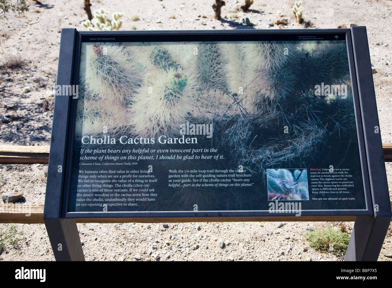 Cholla cactus garden, Joshua Tree National Park in California, USA Stock Photo
